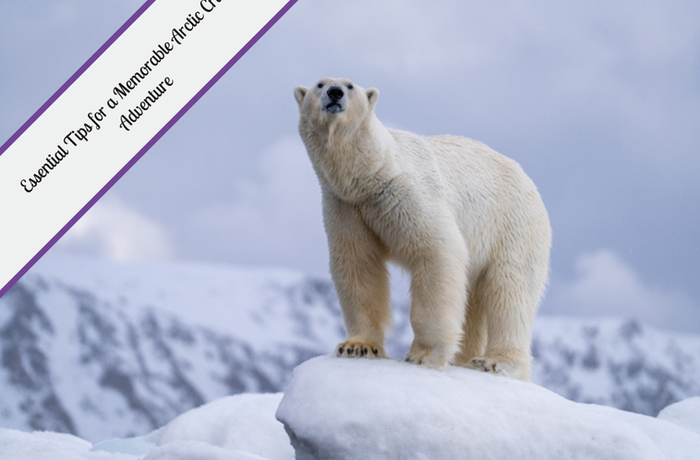 Essential Tips for a Memorable Arctic Cruise
