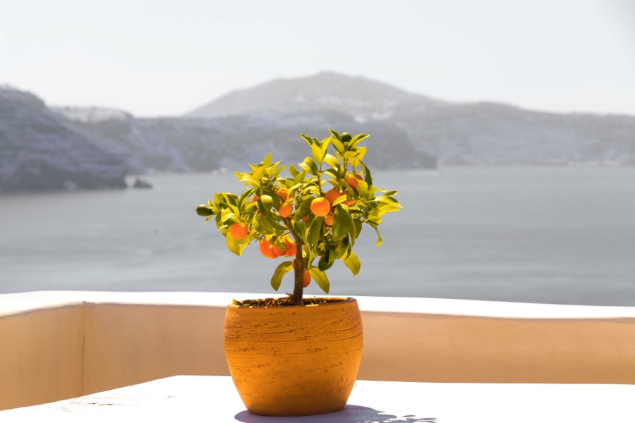 The Mediterranean